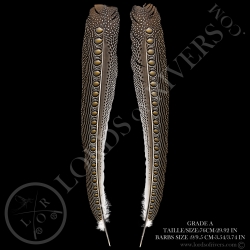 argus-pheasant-secondary-wing-paired-27-