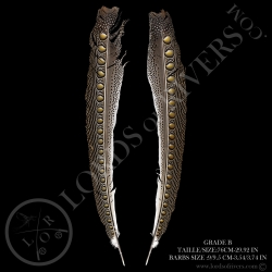 Argus Pheasant Secondary Wing Paired 27.55/31.49 in Lords Of Rivers