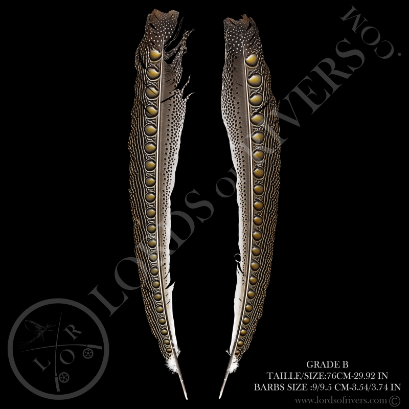 Argus Pheasant Secondary Wing Paired 27.55/31.49 in Lords Of Rivers