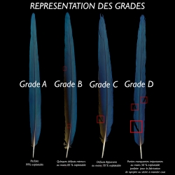 Faisan Argus "Secondary Wing" Paire 60/70 CM Lords Of Rivers