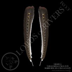 Faisan Argus "Secondary Wing" Paire 60/70 CM Lords Of Rivers