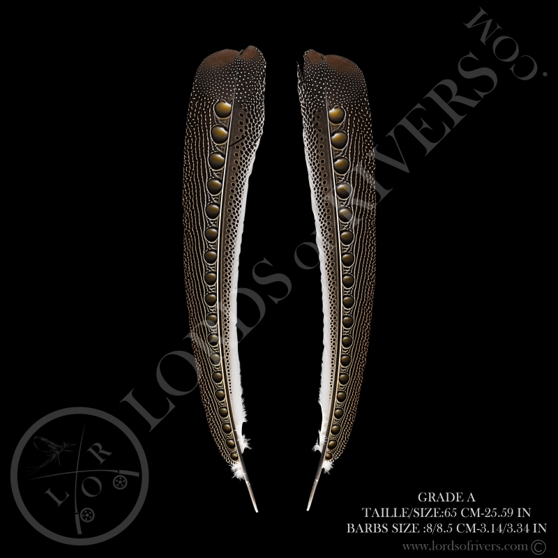 Faisan Argus "Secondary Wing" Paire 60/70 CM Lords Of Rivers