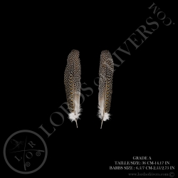 Faisan Argus "Secondary Wing" Paire 30/40 CM Lords Of Rivers