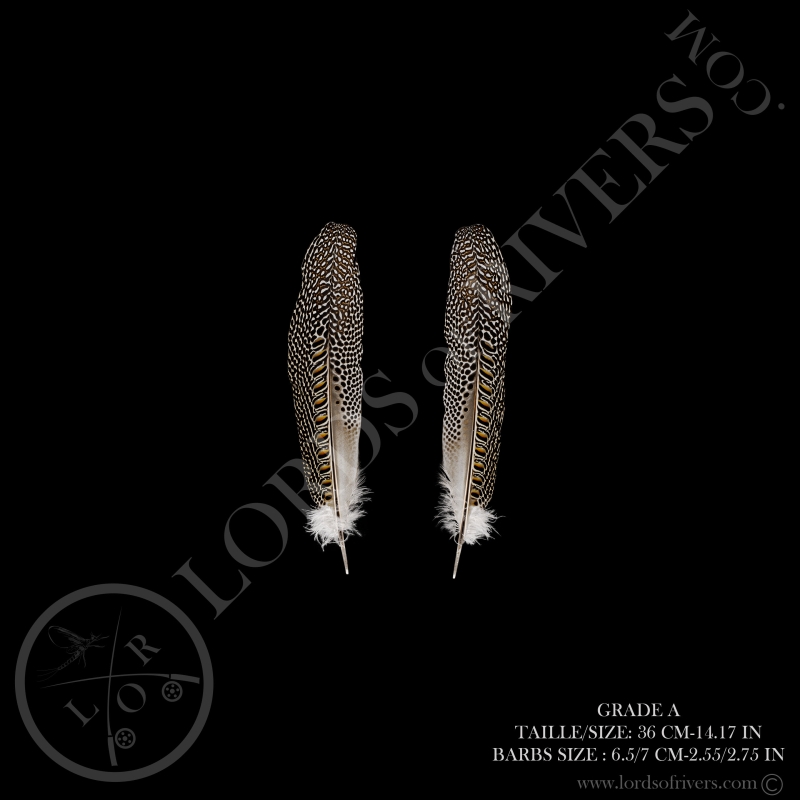 Argus Pheasant Secondary Wing Paired 11.81/15.74 in Lords Of Rivers