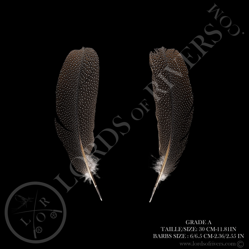 Faisan Argus "Side tails feathers" Paire Lords Of Rivers