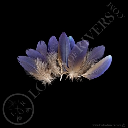 Lilac-breasted Roller - Batch Body Feathers Dark Blue - Lords Of Rivers