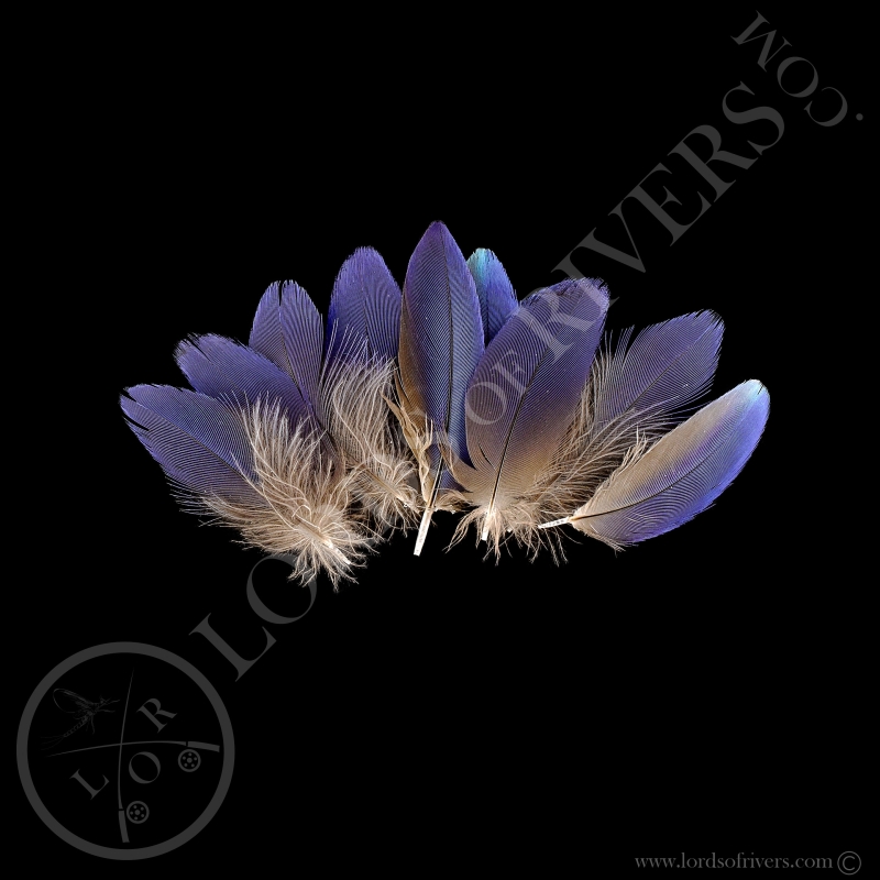 Lilac-breasted Roller - Batch Body Feathers Dark Blue - Lords Of Rivers