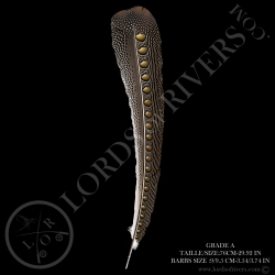 Faisan Argus "Secondary Wing" 70-80 CM Lords Of Rivers