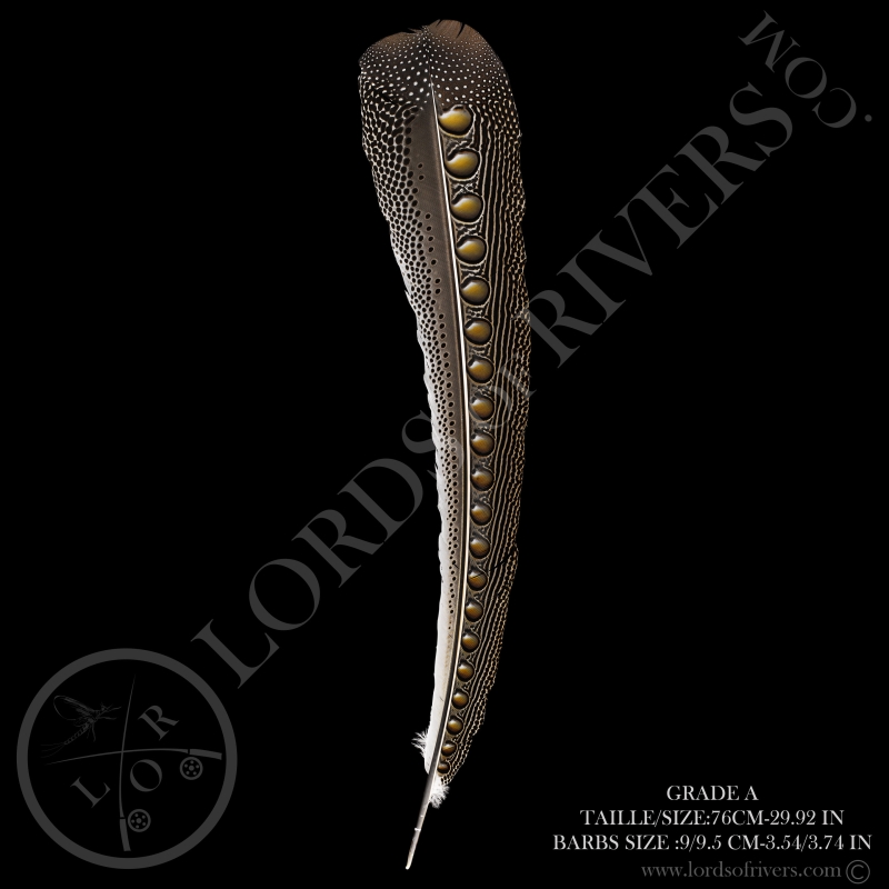 Faisan Argus "Secondary Wing" 70-80 CM Lords Of Rivers