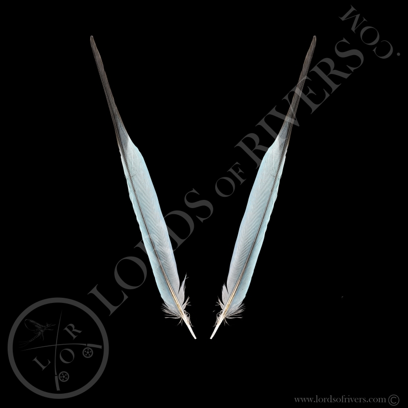 Rollier à Longs Brins - Paire Side Tails Turquoise - Lords Of Rivers