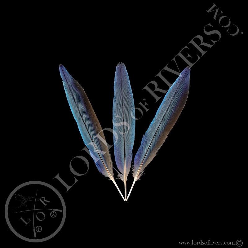 Lilac-breasted Roller - Batch Center Tails Type 1 - Lords Of Rivers