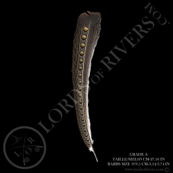 Faisan Argus "Secondary Wing" 60-70 CM Lords Of Rivers