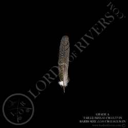 Argus Pheasant Secondary Wing 11.81/15.74 in Lords Of Rivers