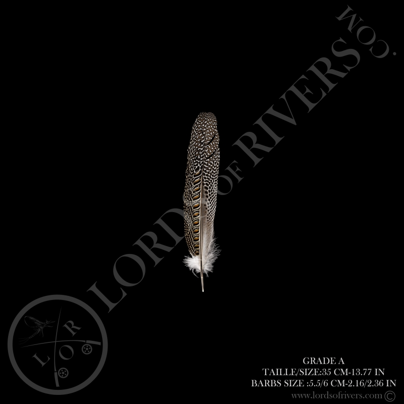 Argus Pheasant Secondary Wing 11.81/15.74 in Lords Of Rivers