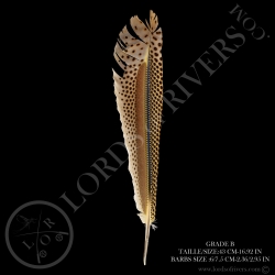 faisan-argus-quot-primary-wing-quot-40-5