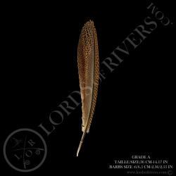Faisan Argus "Primary Wing" 30-40 CM Lords Of Rivers
