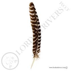 Ozark Wild Turkey - Wing Cover Single Feather Lords Of Rivers