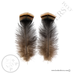 Dindon Sauvage Américain - Ozark - Paire Under Wings Lords Of Rivers