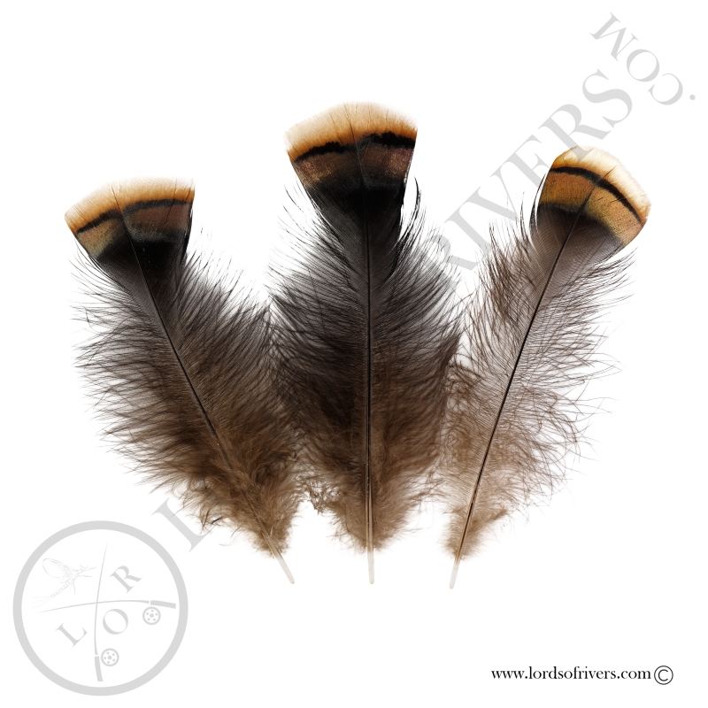 Dindon Sauvage Américain - Ozark - Lots Under Wings Lords Of Rivers