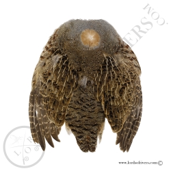 Grey-Hungrian Partridge - Full Skin - Lords Of Rivers