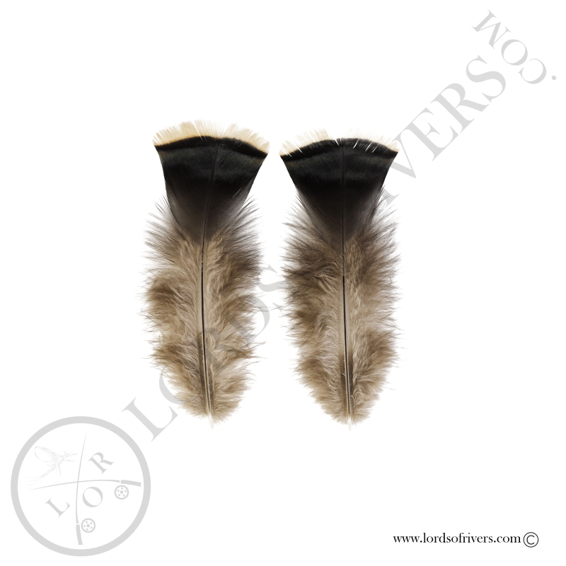 Dindon Sauvage Américain - Ozark - Paire Body Feathers Lords Of Rivers