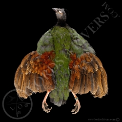 Crested Partridge female - Full Skin - Lords Of Rivers