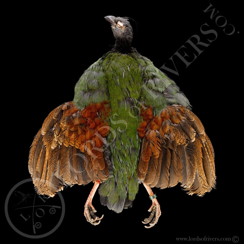 Crested Partridge female - Full Skin - Lords Of Rivers