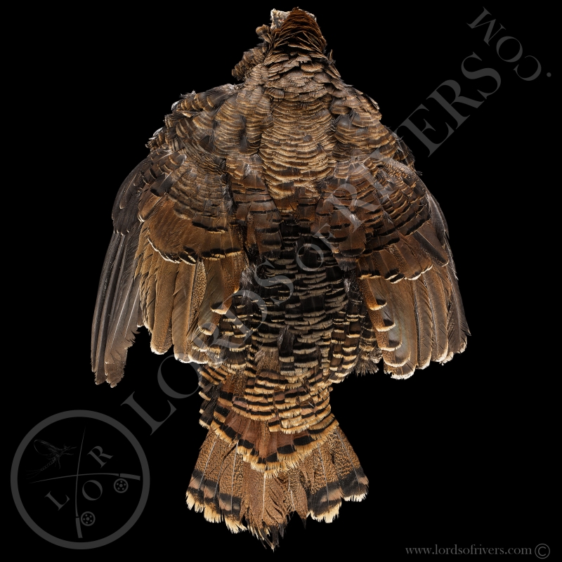 Dindon Sauvage Full Skin (peau compléte)  Lords of Rivers