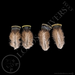 Dindon Ocellé Paire de "Green Shoulder Feathers"- Lords of  Rivers