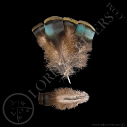 Dindon Ocellé Lot de "Green Shoulder Feathers"- Lords of  Rivers