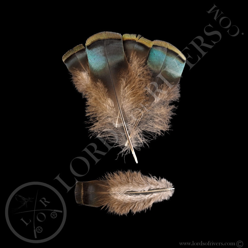 Dindon Ocellé Lot de "Green Shoulder Feathers"- Lords of  Rivers