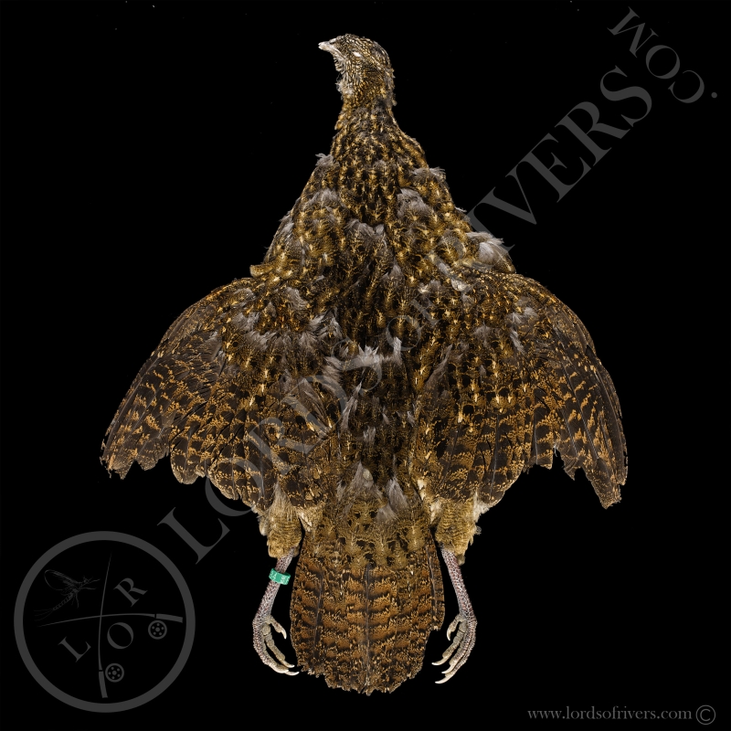Tragopan Satyre Femelle - full skin  - Lords Of Rivers