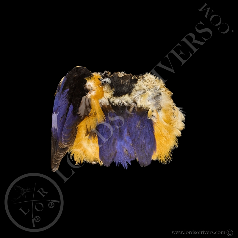 Black-capped Kingfisher - Full Skin - Lords Of Rivers