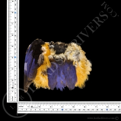 Black-capped Kingfisher - Full Skin - Lords Of Rivers