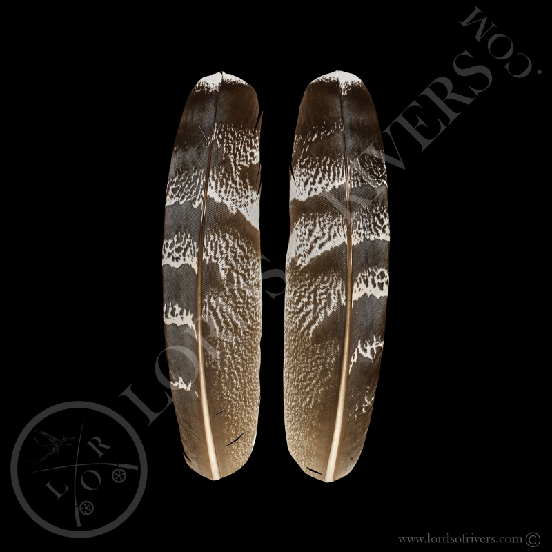 Outarde Kori-Paire de Plumes d'Ailes Lords of Rivers