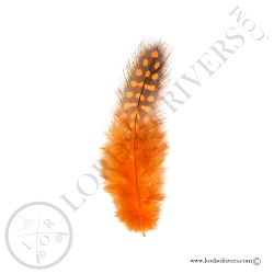 Pintade Colorées - Plumes de corps Au Poids - Lords of Rivers