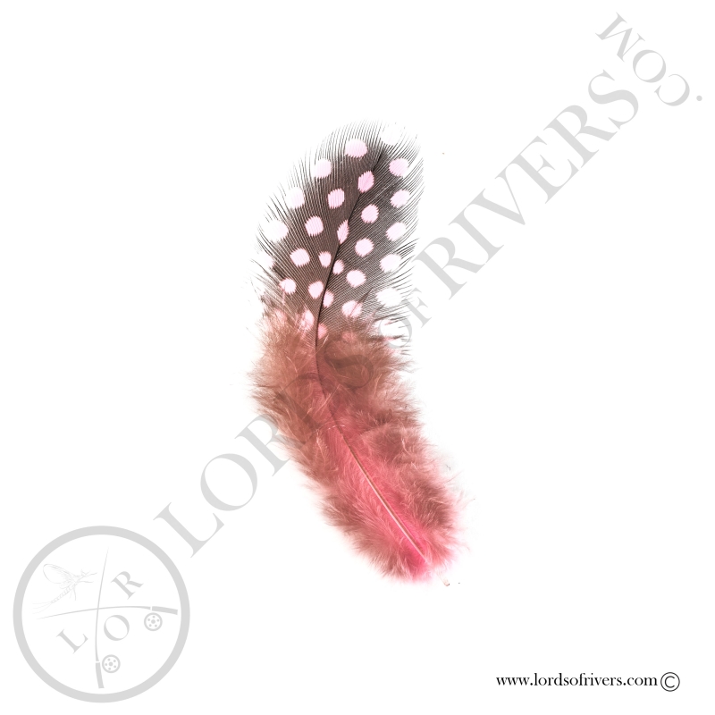 Colorful Guinea fowl - Body feathers By Weight - Lords Of Rivers