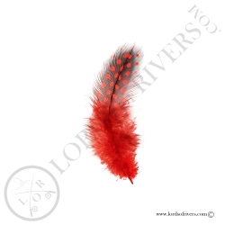 Colorful Guinea fowl - Body feathers By Weight - Lords Of Rivers