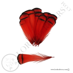 Faisan Lady Amherst Plumes de Collerette Teinte Lords of Rivers