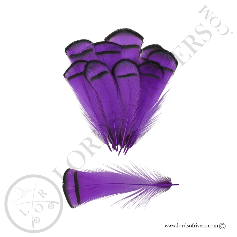 Faisan Lady Amherst Plumes de Collerette Teinte Lords of Rivers