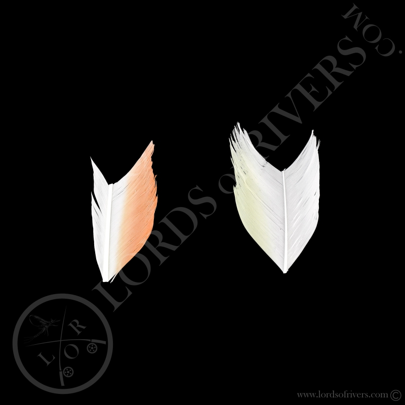 TryMe Cacatoès Leadbeater - Cacatoès Blanc, 2 sections de 5 cm de Cacatoès