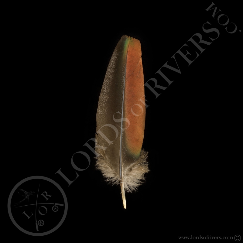 Dindon Ocellé " Cover Wings Feathers" Lords of Rivers