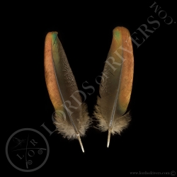 paired-of-wing-cover-feathers-ocellated-