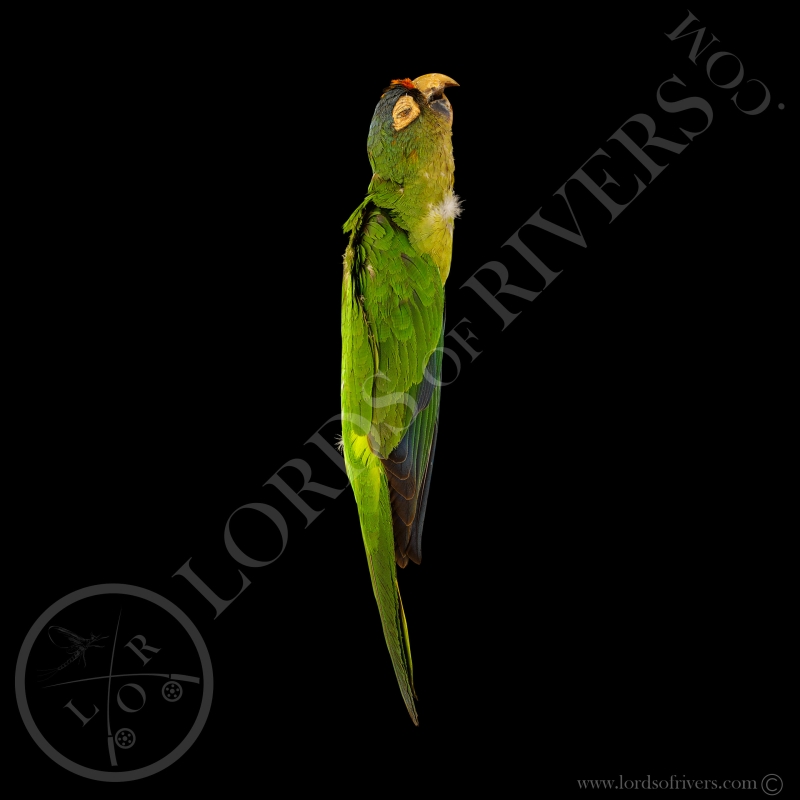 Peach-fronted Parakeet -  Full Skin - Taxidermy - Milliner - Lords Of Rivers