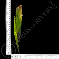 Peach-fronted Parakeet -  Full Skin - Taxidermy - Milliner - Lords Of Rivers