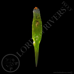 Conure Couronnée - Taxidermie - Modiste  - Lords Of Rivers