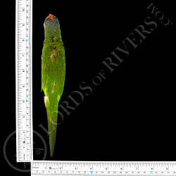 Peach-fronted Parakeet -  Full Skin - Taxidermy - Milliner - Lords Of Rivers
