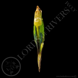 Peach-fronted Parakeet -  Full Skin - Taxidermy - Milliner - Lords Of Rivers