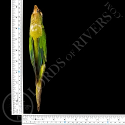 Conure Couronnée - Taxidermie - Modiste  - Lords Of Rivers