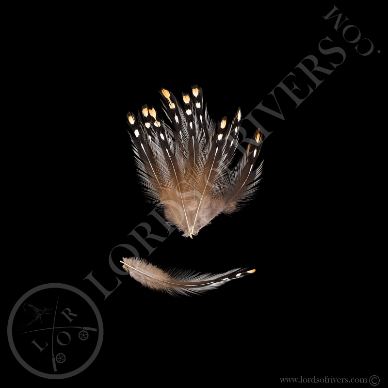 Grey Junglefowl - Coq de Sonnerat - Lot Plumes de Cou - lords  Of Rivers